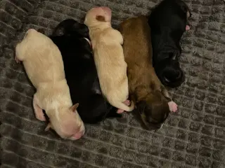 5 skønne Bichon Havanese hvalpe 🐶🥰