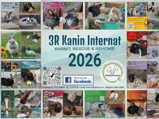 2026 Kalender/ årskalender / væg-kalende/ hænge-ka