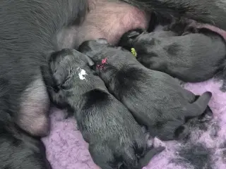 Labradorhvalpe