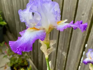 Iris.