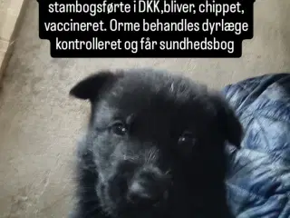 Schæfer hvalpe sorte DKK