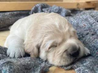 Golden retriever hvalp 