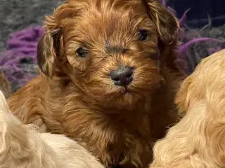 Cavapoo miniature klar i det Nye år 