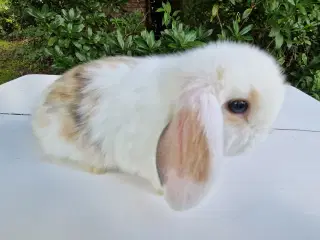 Minilop unge