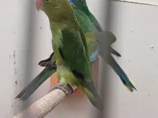 Taranta 
