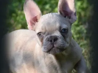 Fransk Bulldog 