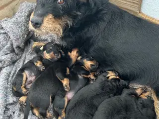 Tysk jagtterrier hvalpe