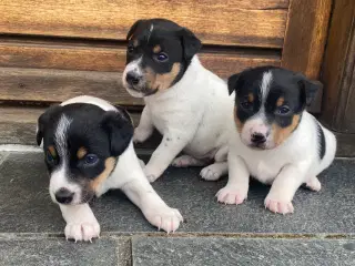 Dansk-svensk gårdhund