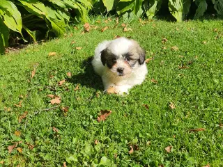 Coton de tulear