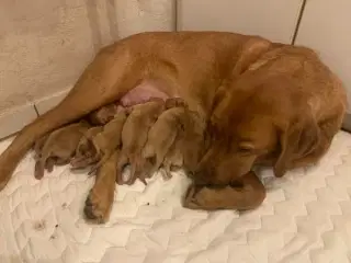 Super Lækre FOX RED Labradorhvalpe 