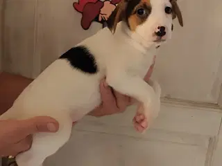 Dansk svenskgårdhund