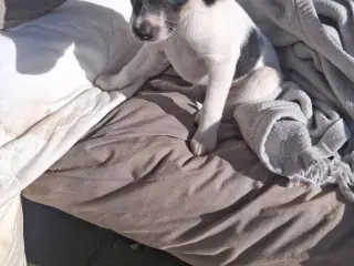 Dansksvenskgårdhund hvalp