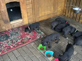 Små grand danois hundehvalp