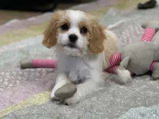 Bichon / cavalier babyer 