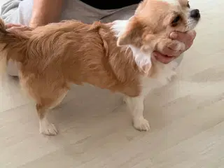 Chihuahua med dkk stamtavle.