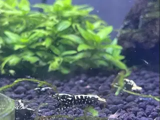 Akvarie Rejer, Black Galaxy Caridina Shrimp