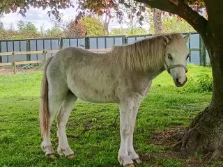 1 års Welsh  hingsteplag