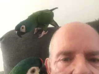 Rødrykket dværgara 