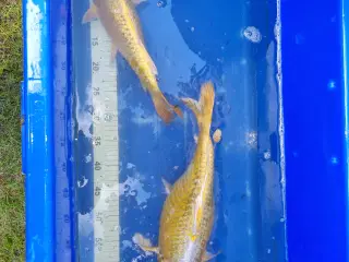 Butterfly koi og koi