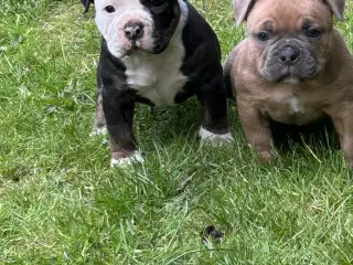 New english bulldog