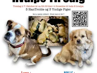Hundehvalpe ( Blandingshvalp )
