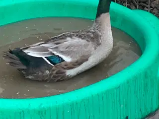 Gratis! To søde han-løbeænder søger et nyt hjem