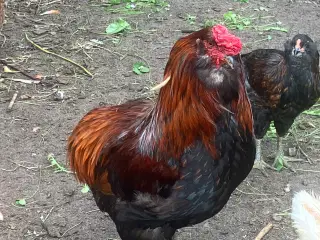 Araucana  , grønlægger