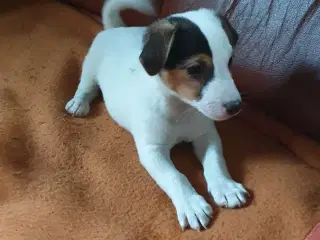 1 Skønheder tilbage 100% Ægte Han JRT