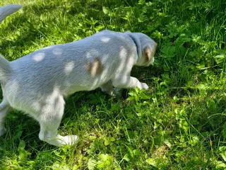 Dansk svensk gårdhunde hvalpe 