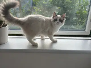 Huskat/Ragdoll søger nyt hjem