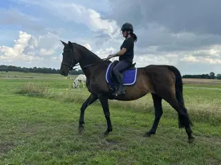 🌟Smuk og Stabil Dansk Varmblod Hopp🌟