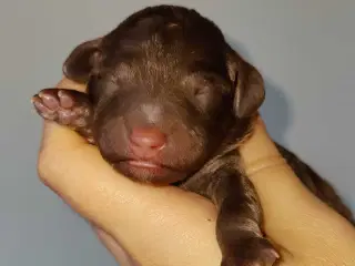 Søde cockerpoo 1b hvalpe