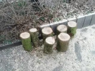 Egetræ  trædrejning