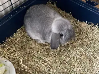 2 rabbits (5-6 months old boys) + all equipment