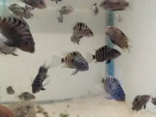 Smukke Zebracichlide