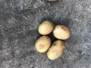 Solist, gala, Belana Kartofler