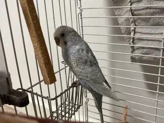 Sød Undulat søger nyt hjem