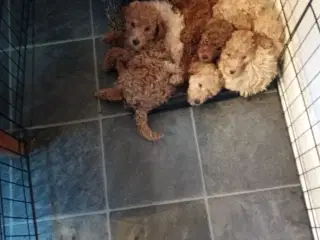 Dværg puddel hvalpe