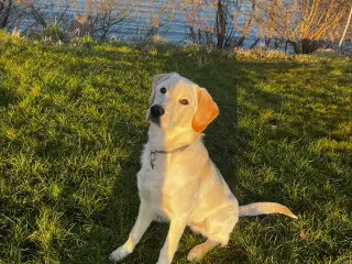 Hund søger nyt hjem 