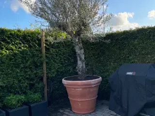 Oliventræ