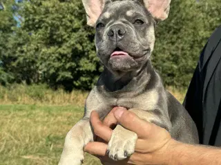 2drenge tilbage Franske bulldog hvalpe