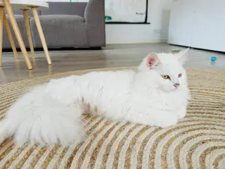 Tyrkisk Angora/ Norsk Skovkat