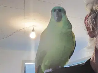 Blå panden amazone