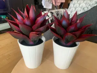 Kaktus planter i potte