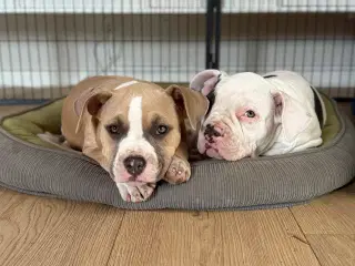 Amarican bully