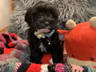 Små fine mini Maltipoo babyer er rejseklar nu .