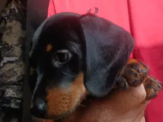 Dværg Gravhund