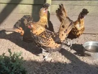 Spidstoppe amasellaer 