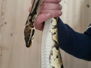 Konge python 1,0