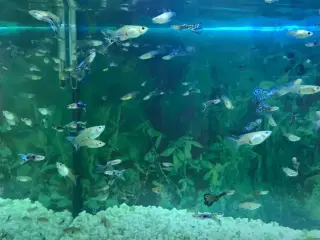 EGET AVL sunde guppy